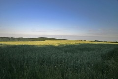 MG_9318w